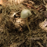 Panaeolus cyanescens (Berk. & Broome) Sacc.